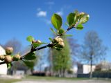 Chaenomeles japonica