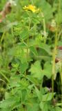 Hypericum maculatum