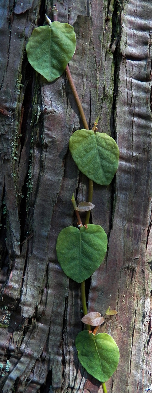 Изображение особи Ficus pumila.