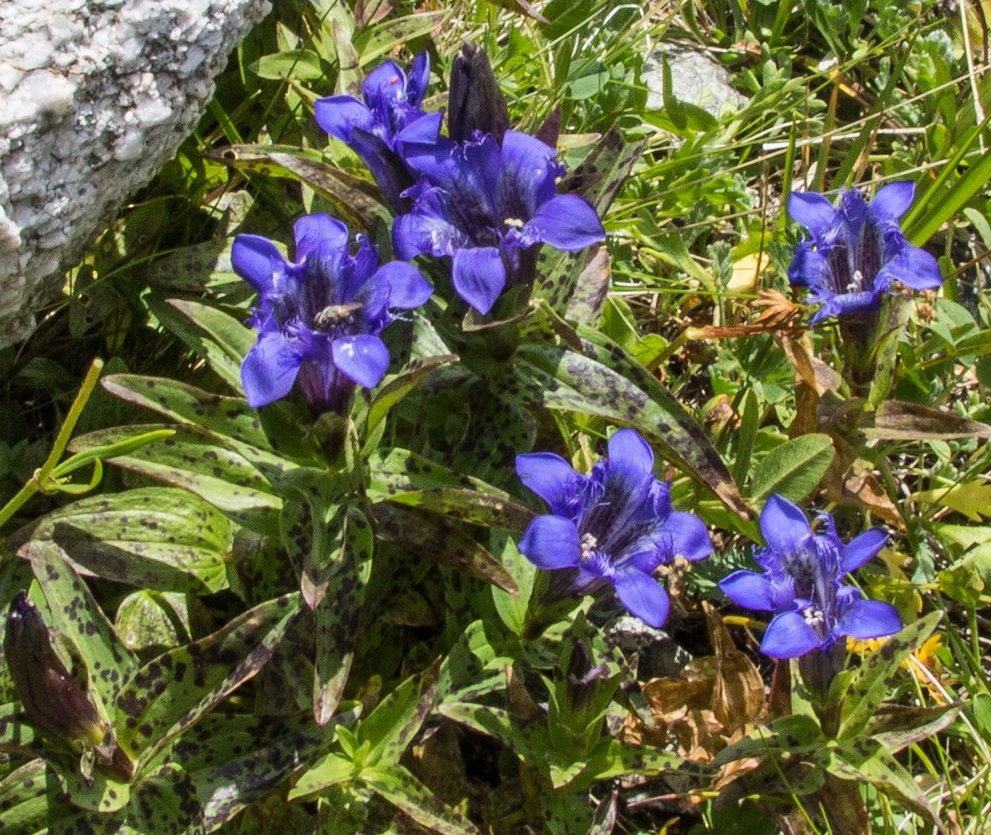 Изображение особи Gentiana septemfida.