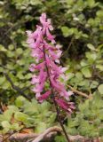 Corydalis paeoniifolia. Соцветие. Якутия, Нерюнгринский р-н, окр. перевала Тит, задернованный щебнистый склон. 12.07.2016.