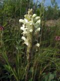 Pedicularis venusta