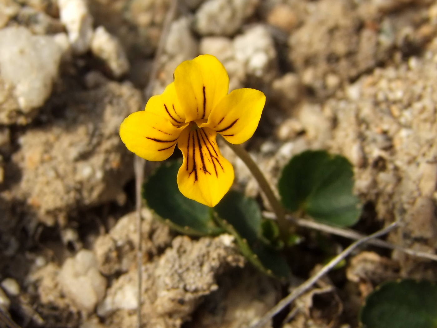 Изображение особи Viola crassa.