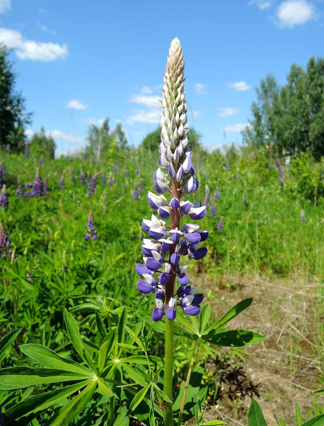 Image of Lupinus polyphyllus specimen.