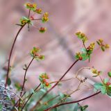 Euphorbia pachyrrhiza