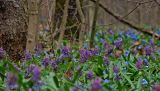 Corydalis solida. Цветущие растения в лиственном лесу. Воронежская область, Семилукский р-н. 17.04.2010.