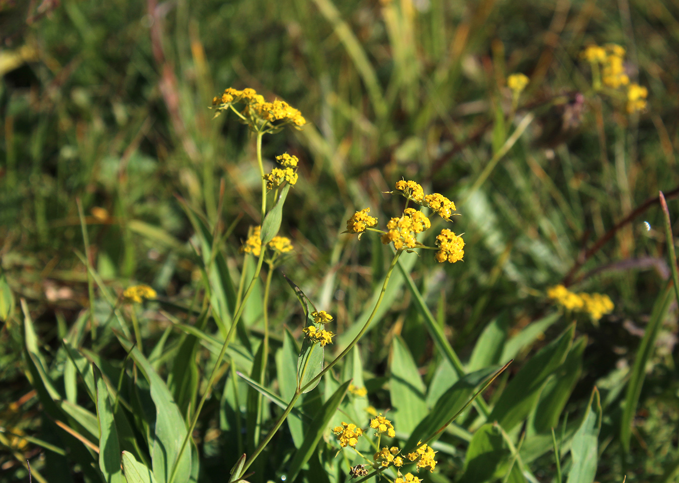 Image of Bupleurum nordmannianum specimen.