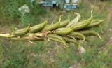 Astragalus schelichowii. Соплодие. Чукотка, Билибинский р-н, г. Билибино, северная промзона, пустырь. 06.07.2018.