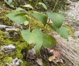 Campanula rapunculoides. Основание растения. Краснодарский край, Туапсинский р-н, окр. хут. Полковничий, щель Полковничья, скальное обнажение, на моховой подушке. 16.07.2018.