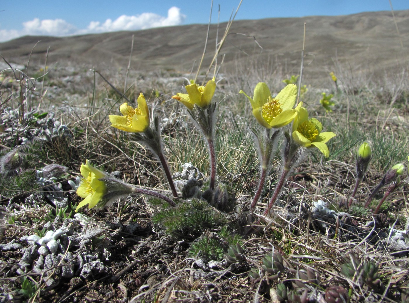 Изображение особи Pulsatilla albana.