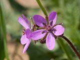 Erodium cicutarium. Цветки. Беларусь, Витебская обл., пос. Езерище, дендрарий Езерищеского лесничества, выровненный отвал грунта. 01.05.2019.