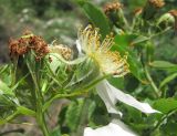 Rosa canina. Цветок и завязавшийся плод (вид сбоку). Дагестан, Левашинский р-н, окр. с. Цудахар, ок. 1300 м н.у.м., каменистый склон. 11.06.2019.