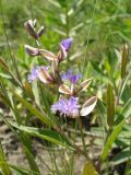 Polygala sibirica