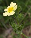 Potentilla astracanica