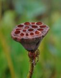 Nelumbo caspica. Зрелый плод-многоорешек. Астраханская обл., Лиманский р-н, окр. с. Воскресеновка, ерик Семёновский банк, в воде. 21.08.2020.