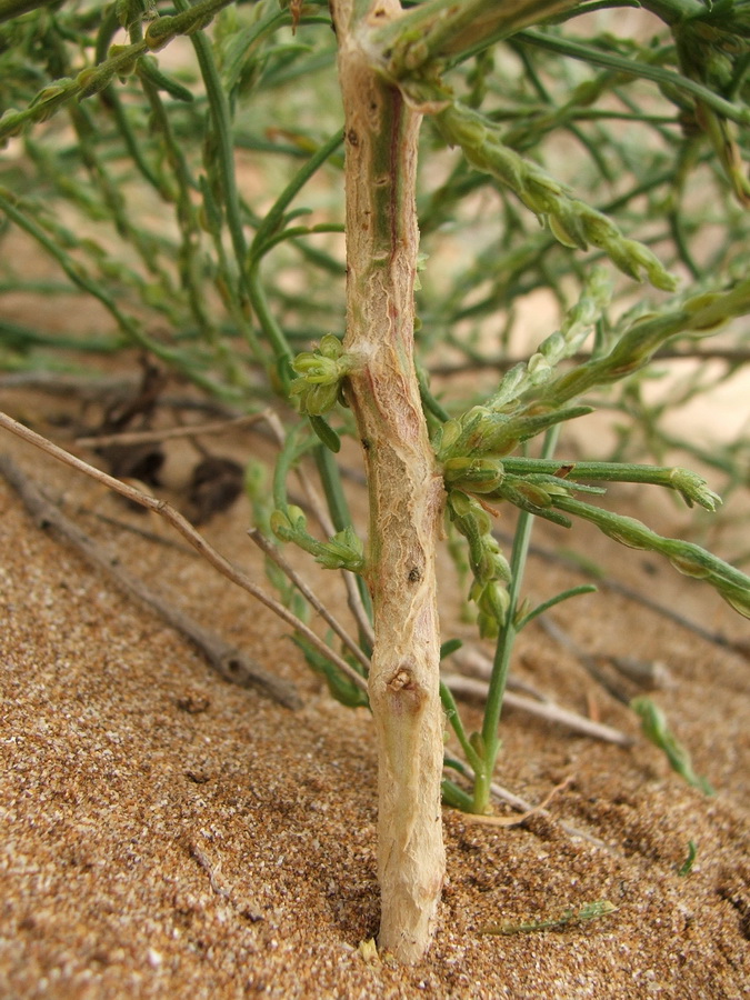 Изображение особи Corispermum ucrainicum.