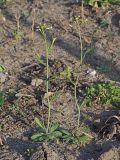 Arabidopsis thaliana