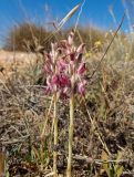 Anacamptis sancta