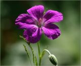 Geranium palustre