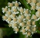 Achillea inundata