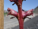 Orobanche owerinii. Нижняя часть соцветия. Дагестан, Лакский р-н, окр. с. Шовкра, сланцевая осыпь (паразитирует на Crepis sonchifolia). 25 июня 2023 г.