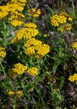 Achillea arabica