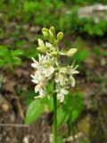 Orchis provincialis. Соцветие с цветками и бутонами. Краснодарский край, городской округ Сочи, Адлерский р-н, окр. с. Казачий Брод, у дороги к Ахштырской пещере, широколиственный лес. 17.04.2023.