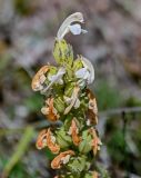 Pedicularis dubia