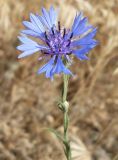 Centaurea cyanus. Верхушка побега с соцветием. Ростовская обл., Дельта дона, Подазовье, окр. г. Азов, на обочине дороги. 31 мая 2011 г.