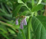 Teucrium scordium. Соцветие. Украина, Донецкая обл., Славянский р-н, окр. с. Богородичное. 30.07.2011.