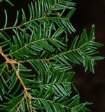 Taxus cuspidata