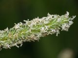 Phleum pratense