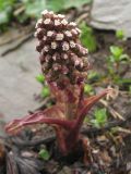 Petasites hybridus