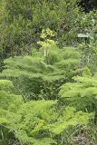 Ferula tenuisecta