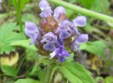 Prunella vulgaris