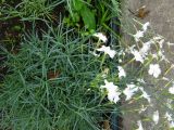 Dianthus arenarius