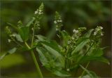 Veronica anagallis-aquatica