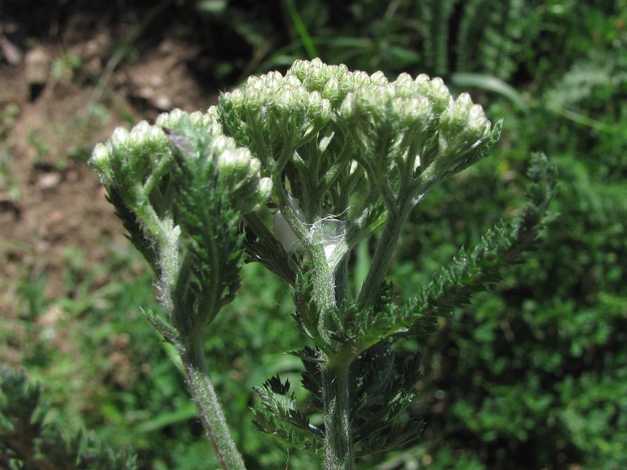 Изображение особи Achillea inundata.