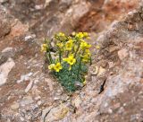 Draba mollissima. Цветущее растение. Дагестан, гора Шалбуздаг. Август 2007 г.