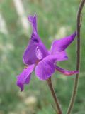 Delphinium ajacis