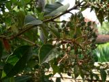 Viburnum tinus. Верхушка ветви с плодами. Испания, автономное сообщество Андалусия, провинция Гранада, комарка Вега-де-Гранада, г. Гранада, Альгамбра. 13.07.2012.