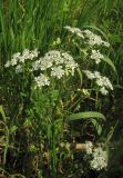 Anthriscus sylvestris. Верхушка цветущего растения. Крым, Карадагский заповедник, биостанция, обочина дороги. 24 апреля 2013 г.