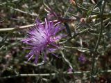 Centaurea diffusa. Часть побега с соцветием. Ростовская обл., Азовский р-н, побережье Таганрогского залива в окр. косы Очаковская. 02.07.2012.