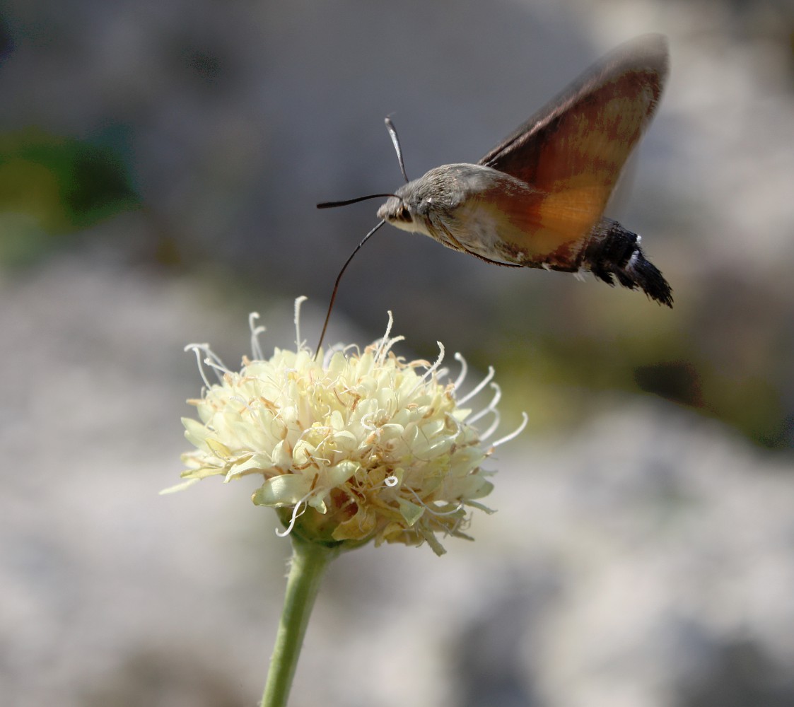 Изображение особи Cephalaria uralensis.