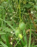 Echinocystis lobata. Побег с плодами и цветками. Береговые заросли, г. Королёв, река Клязьма. 31.08.2013.