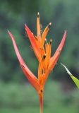 Heliconia psittacorum. Соцветие с фуражирующими муравьями. Таиланд, национальный парк Си Пханг-нга. 19.06.2013.