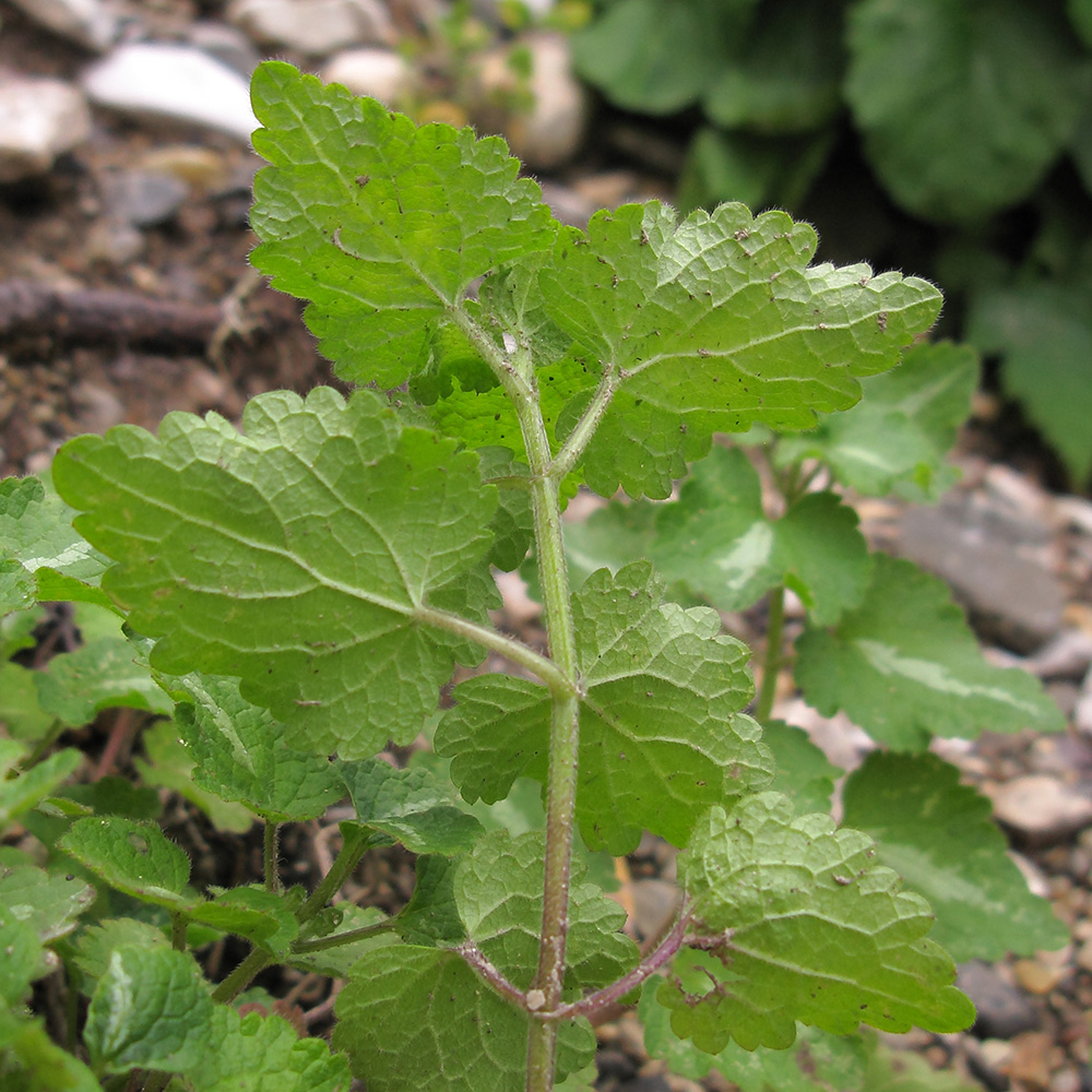 Изображение особи Lamium maculatum.