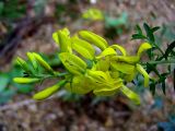 Genista tinctoria