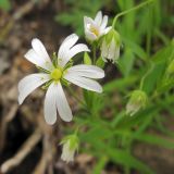 Stellaria holostea