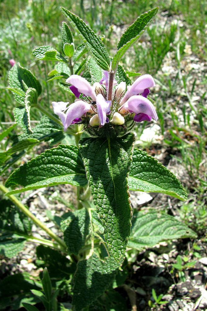 Изображение особи Phlomis taurica.